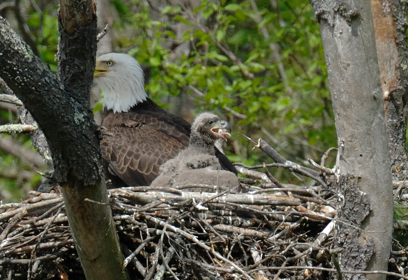 This eaglet is about three weeks old and has its gray secondary coat of down feathers. These feathers are thicker than primary down feathers which helps the eaglet stay warm during cooler days. A few tiny pin feathers are already pushing through the down, and the shafts of flight feathers are visible on the trailing edge of the wings.
